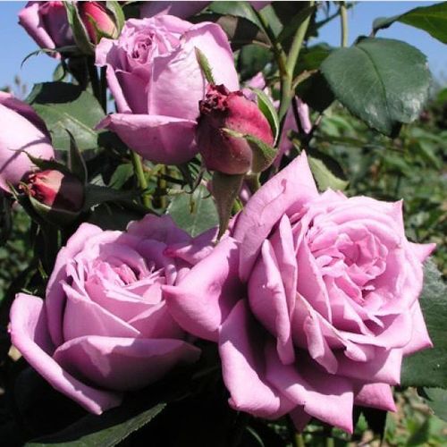 Fioletowy  - róża wielkokwiatowa - Hybrid Tea